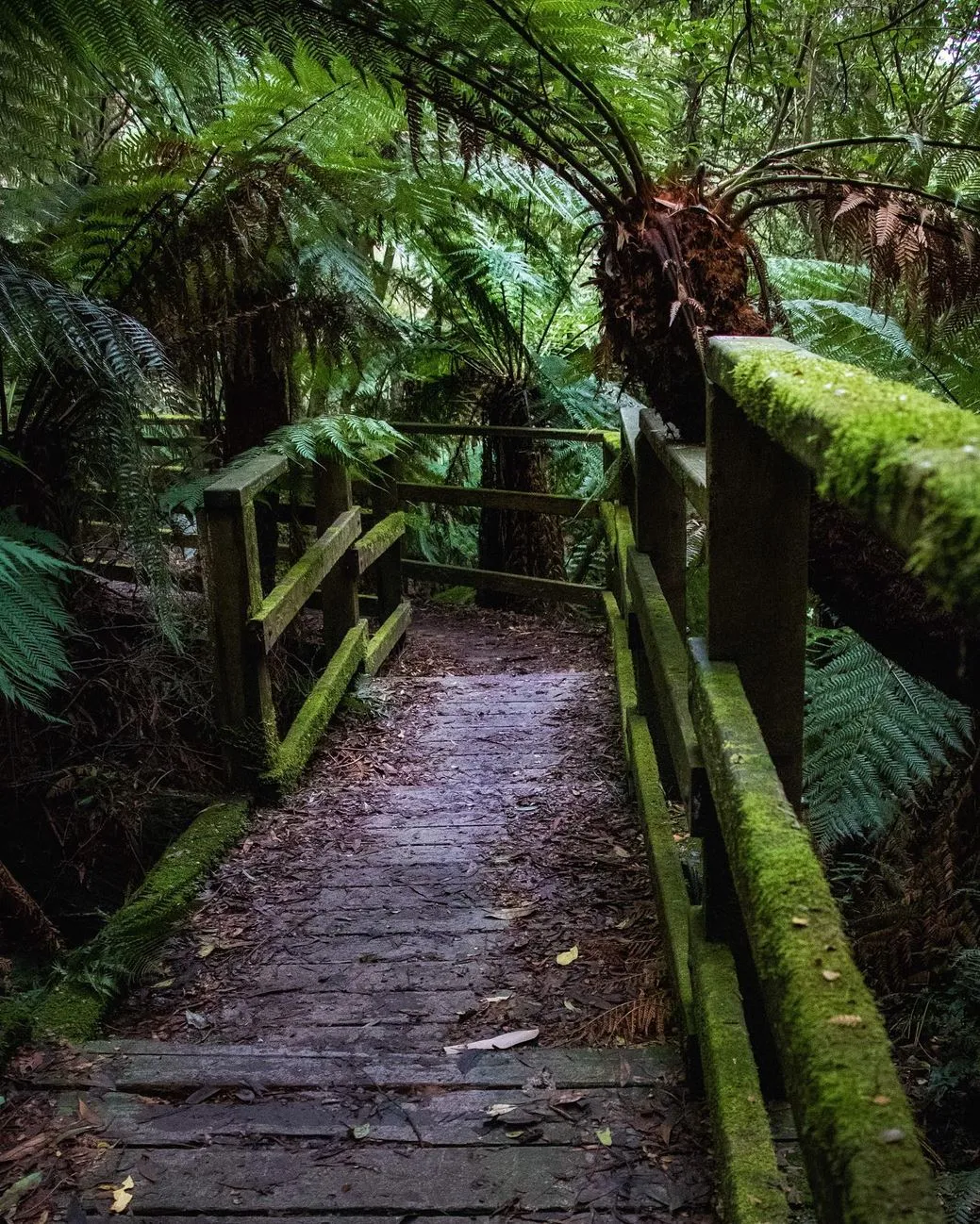 Discover Toolangi State Forest: A Hidden Natural Gem