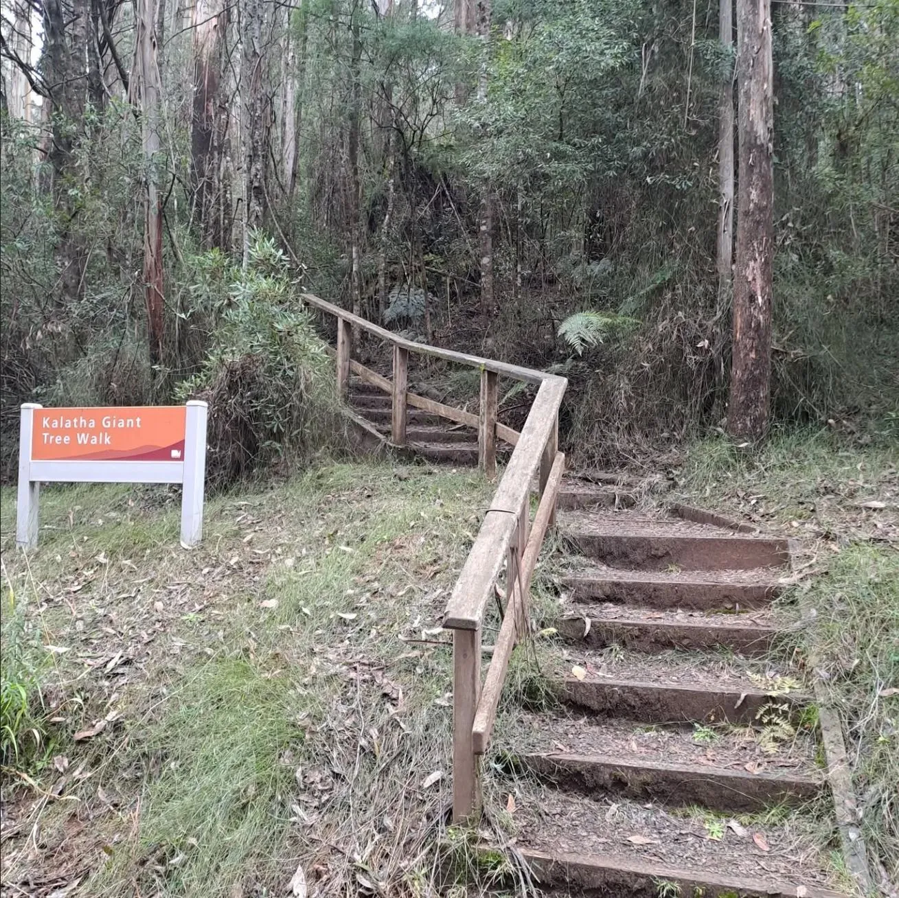 Kalatha Giant Tree Walk