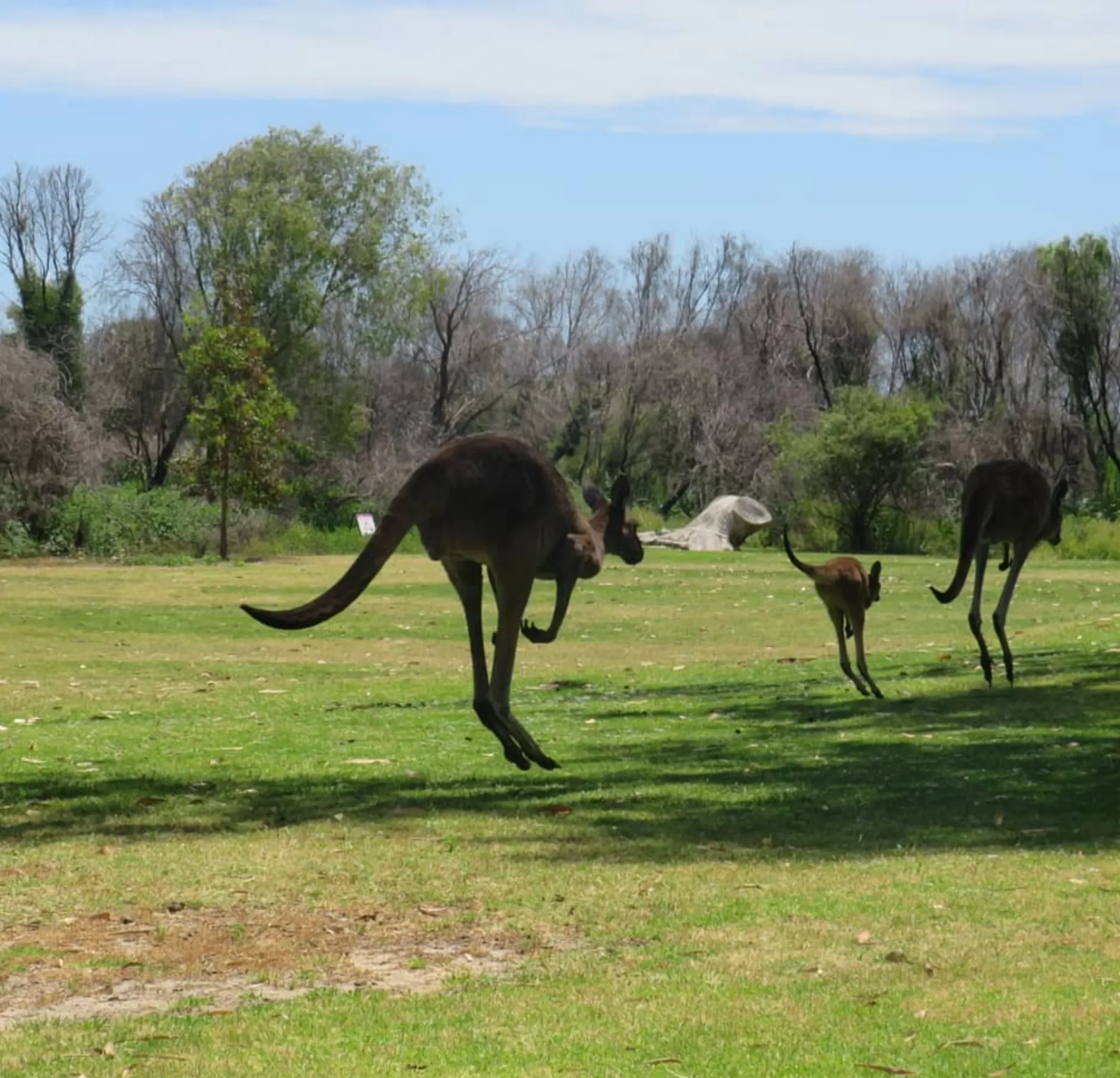 Kangaroos, Kakadu National Park