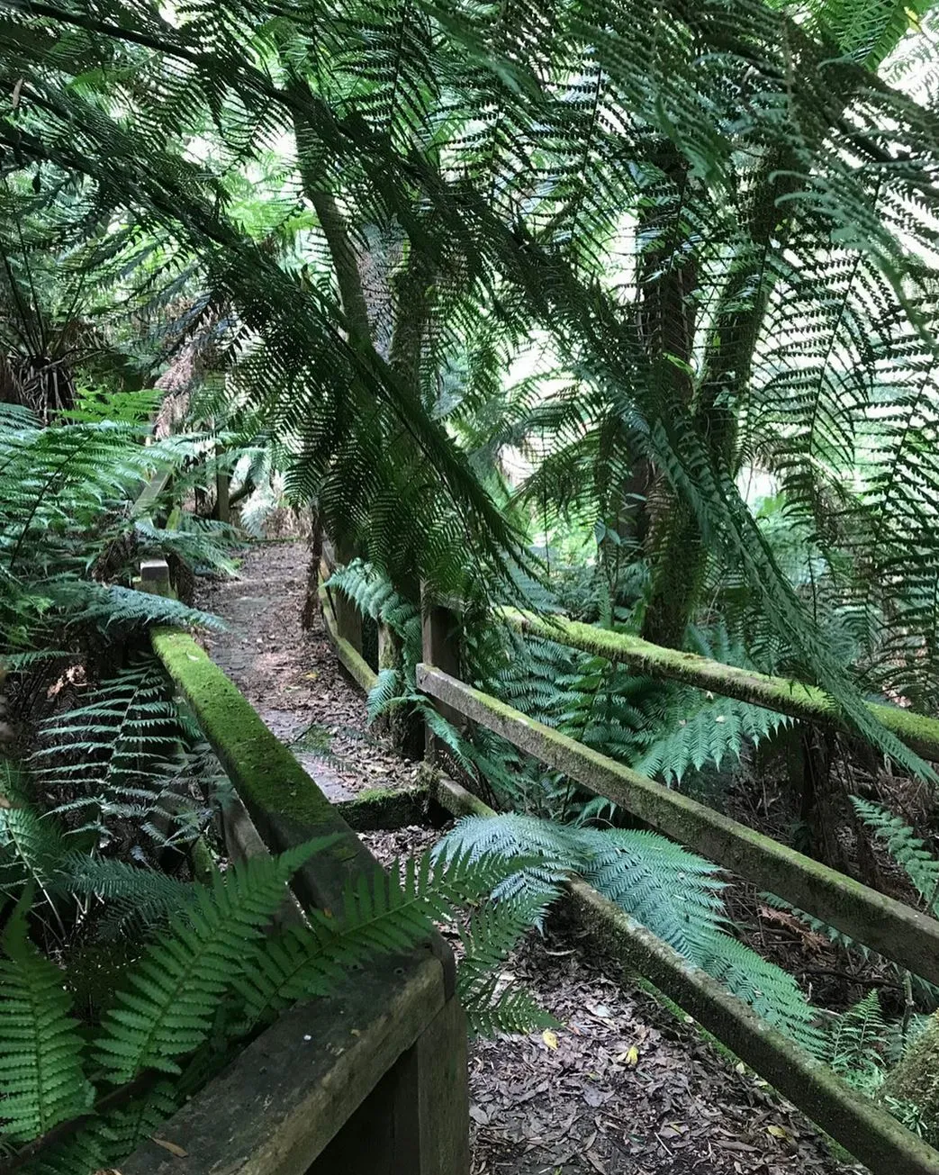 Myrtle Gully Circuit