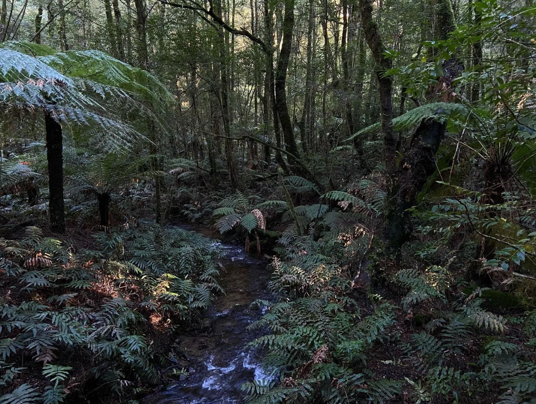 Sylvia Creek, Toolangi State Forest