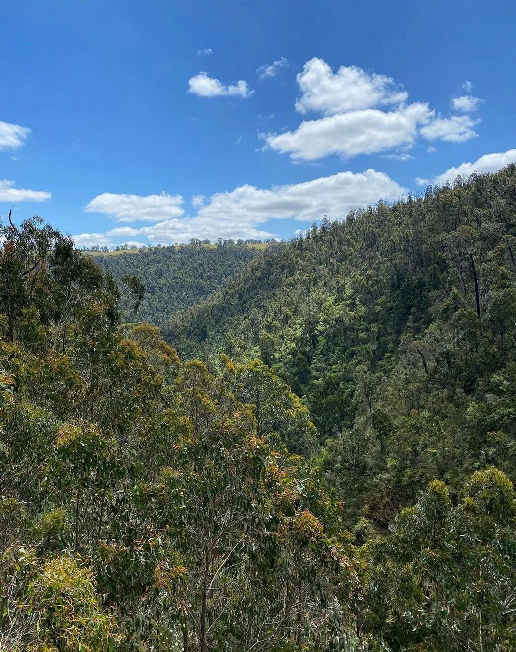 Toolangi Sculpture Trail