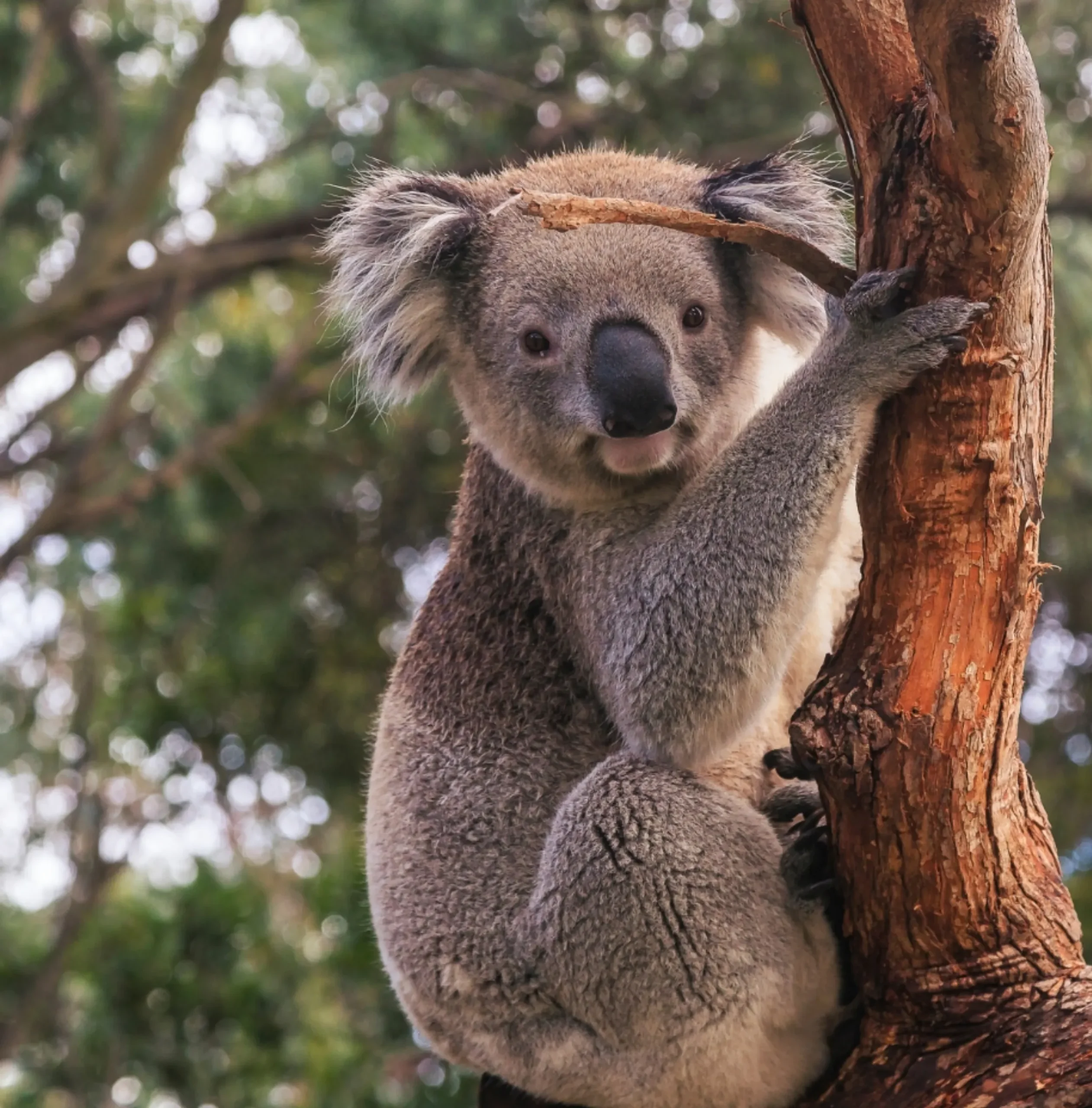 Wildlife, Kakadu