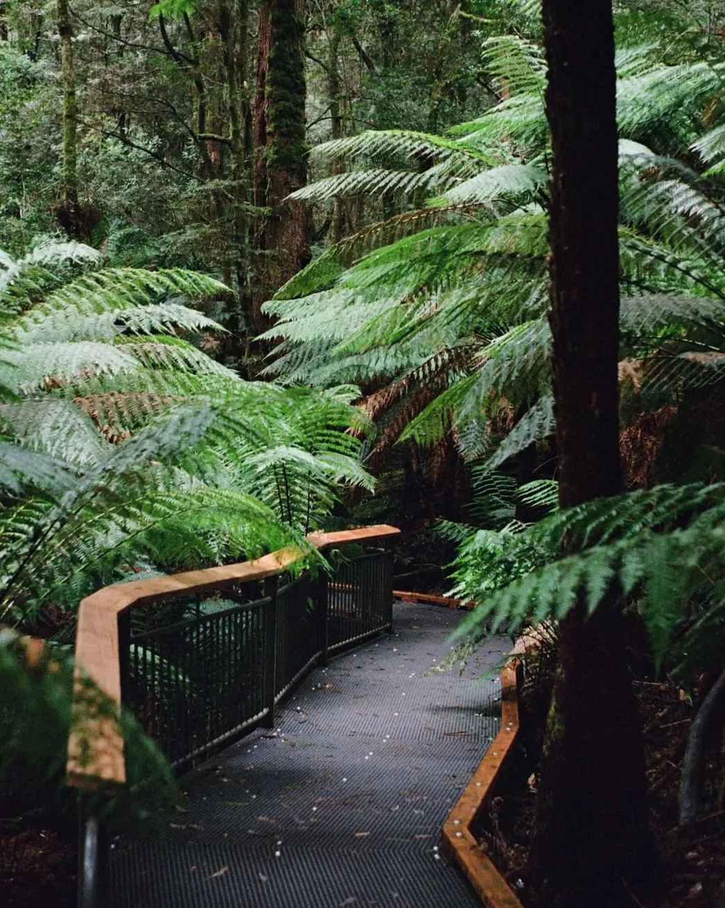 Wirrawilla Rainforest Walk