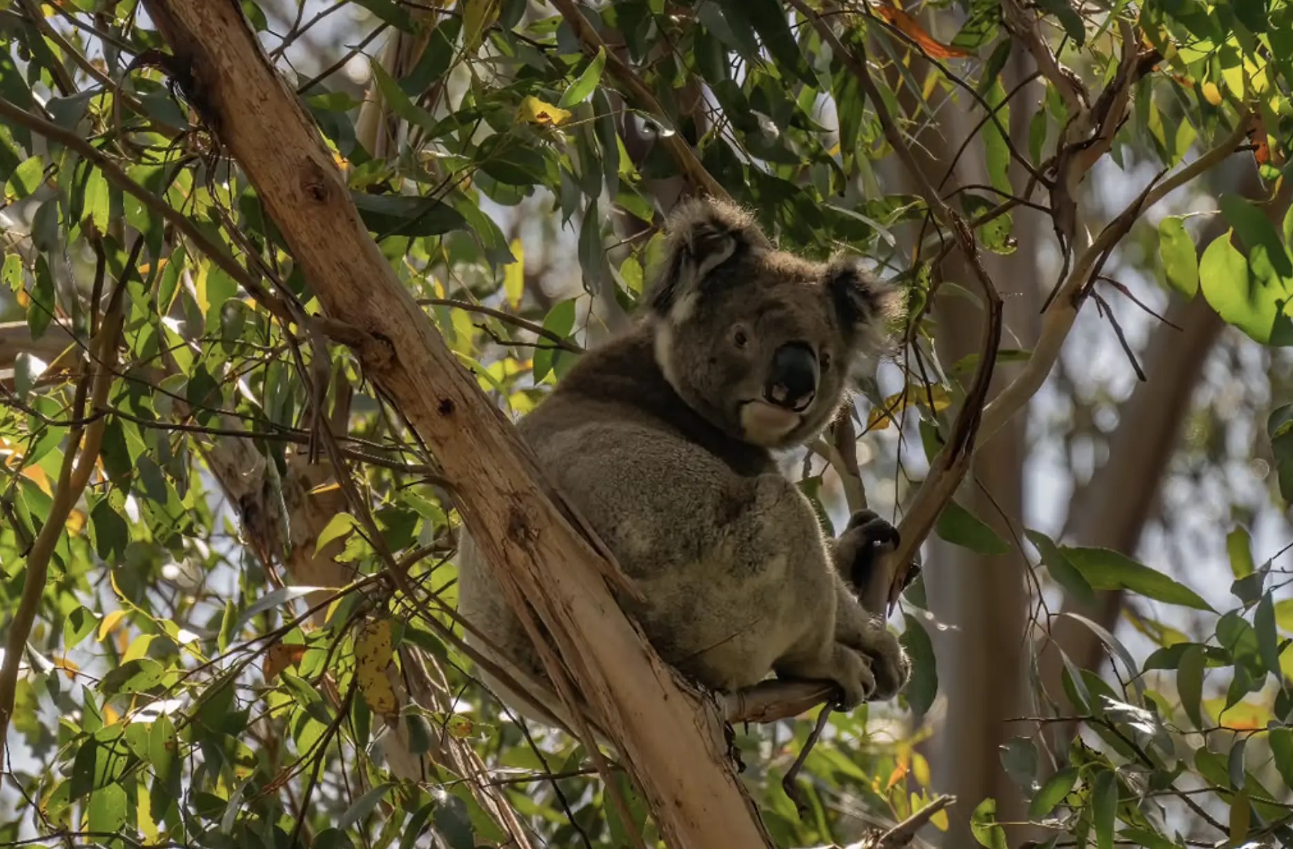 Koala Center