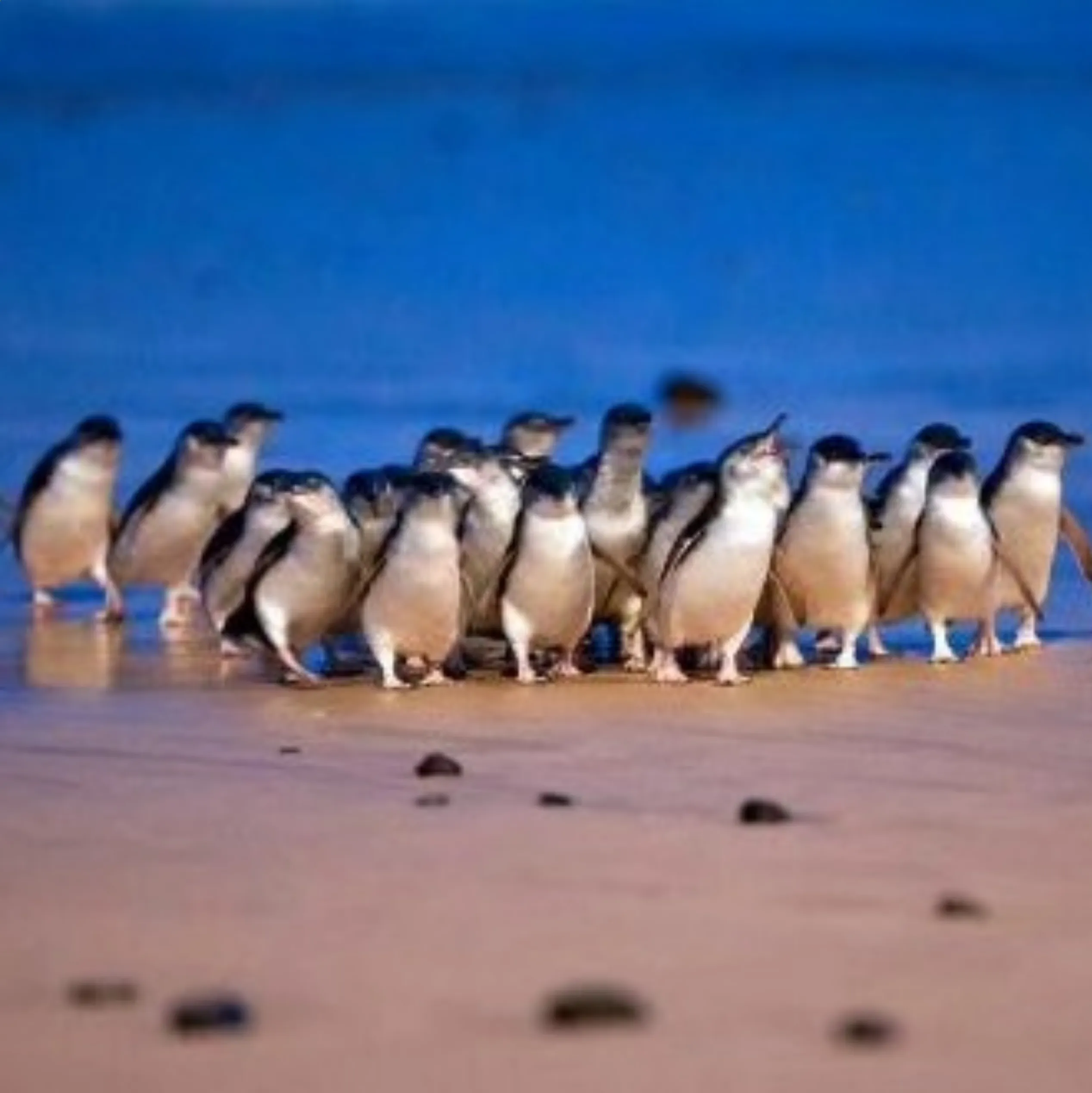 best time to see penguins Phillip Island