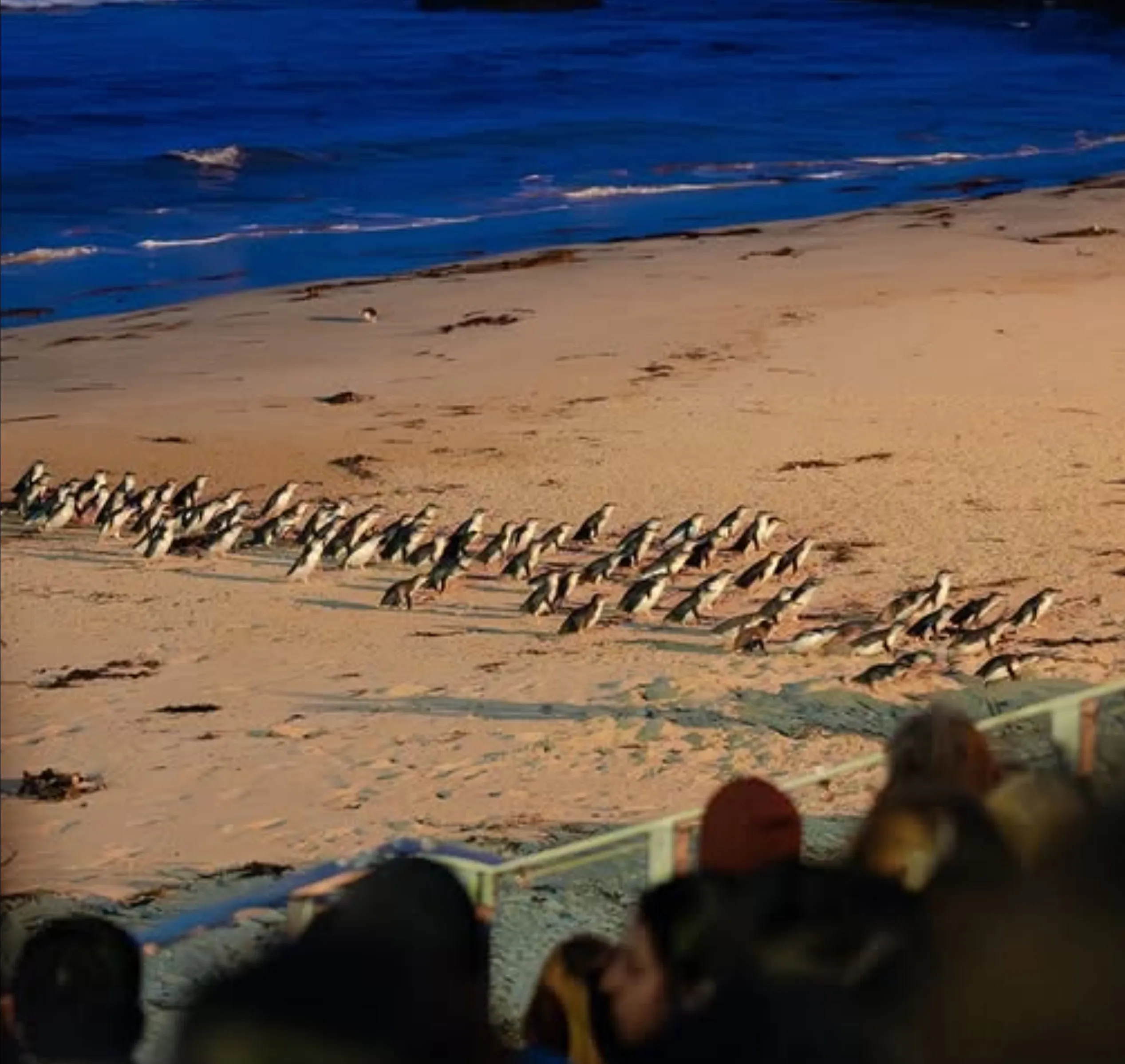 Penguin Parade Phillip Island time
