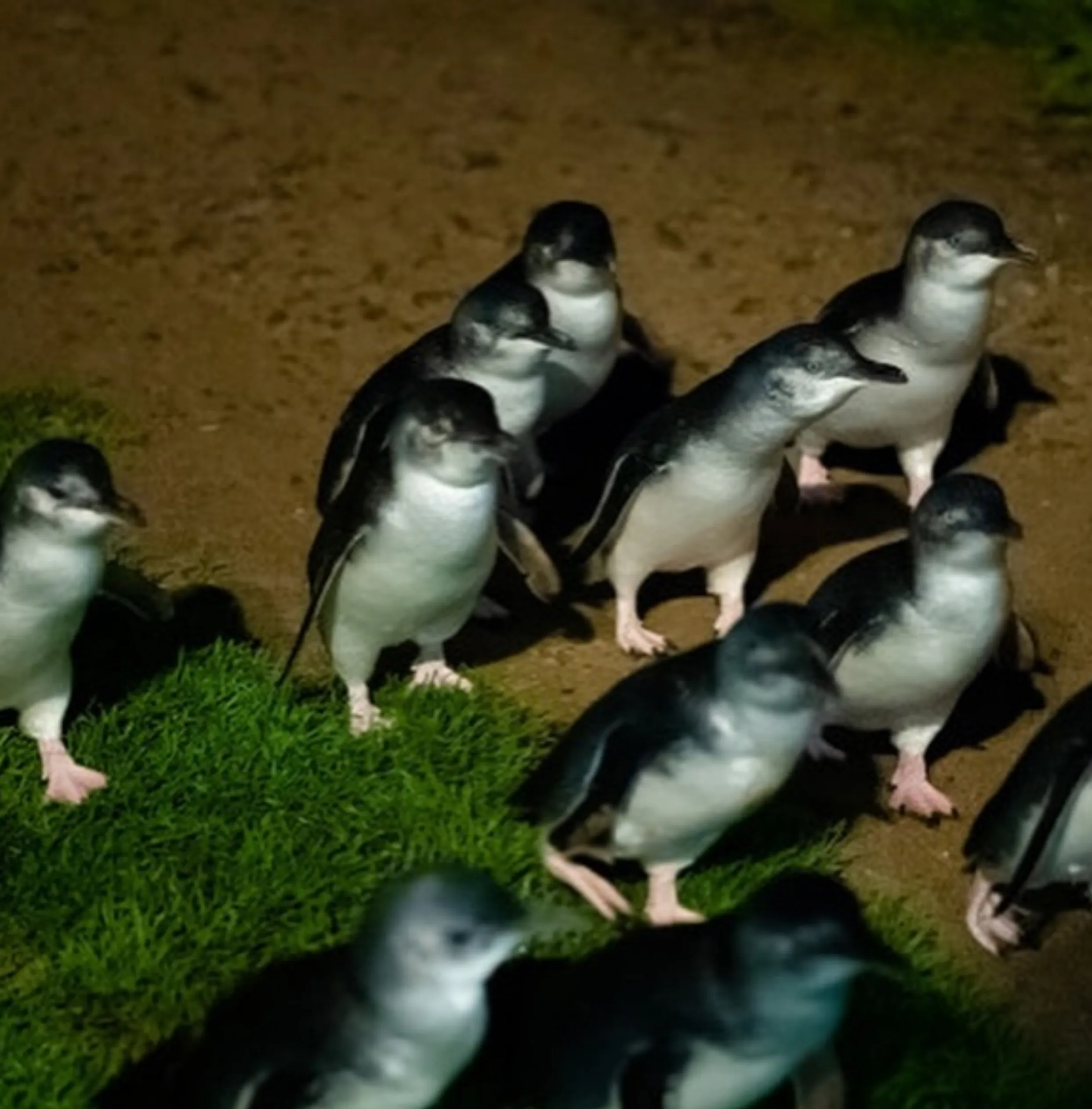 Penguin Parade schedule Phillip Island