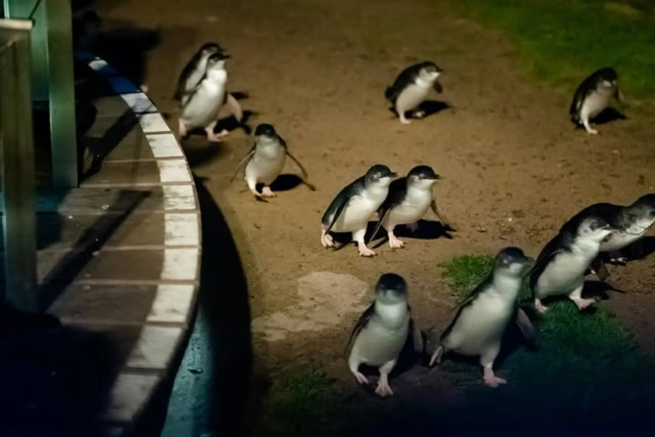 Phillip Island Little Penguins