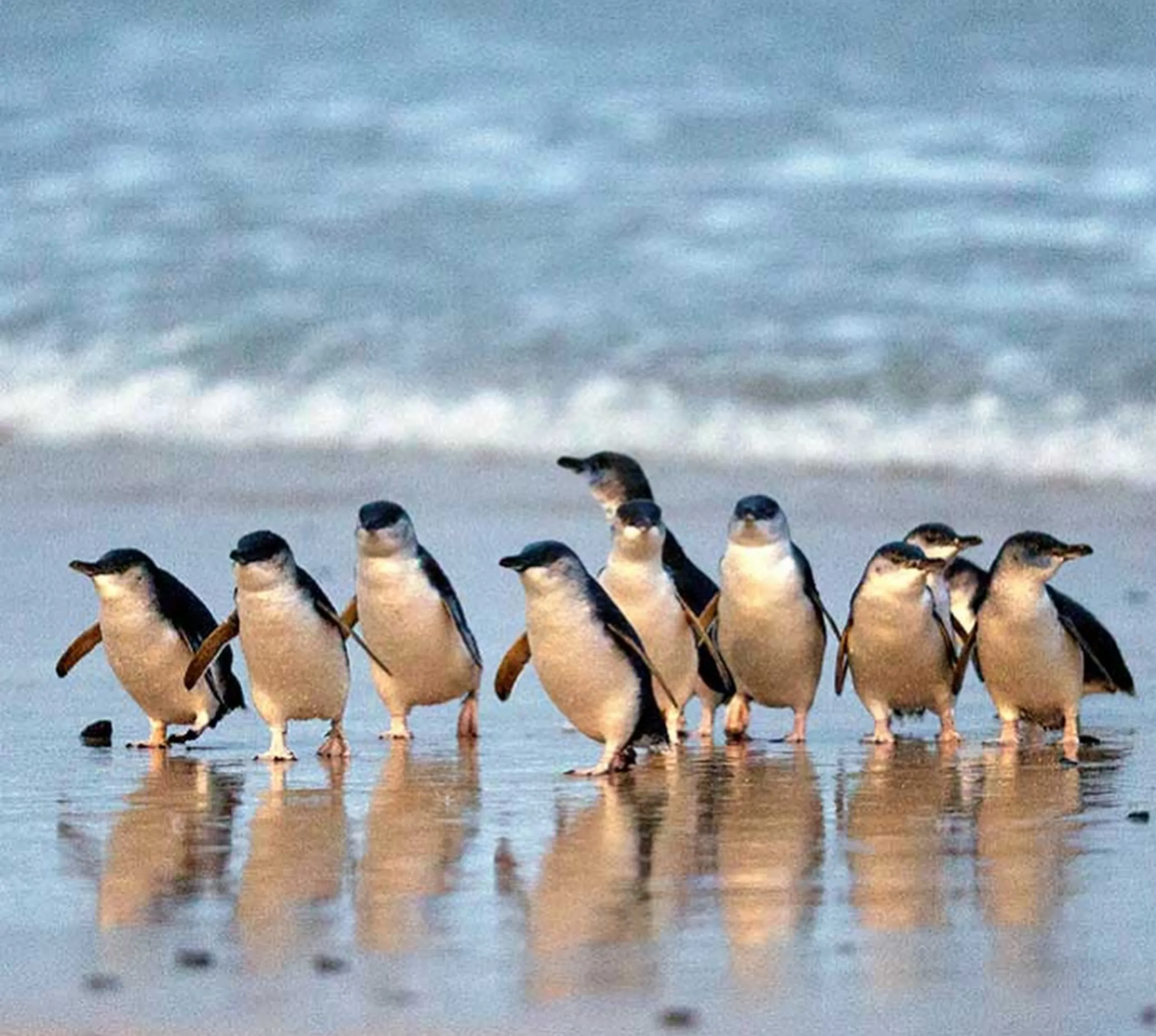 Phillip Island Penguin Parade sunset