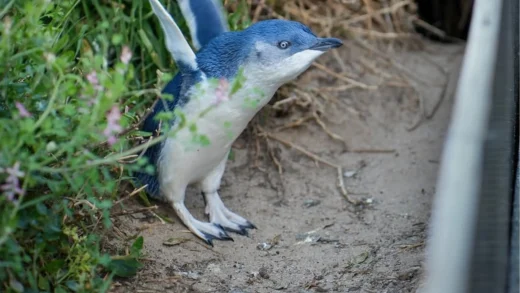 what time does Penguin Parade start
